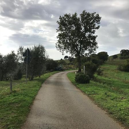 Podere Pini Magliano in Toscana Bagian luar foto